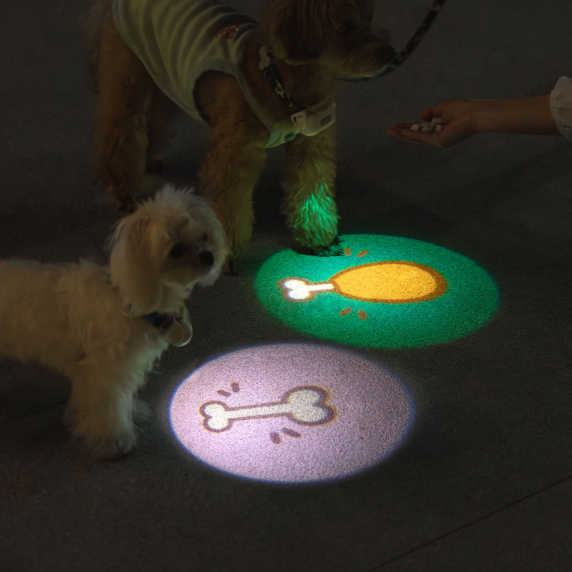 Lumières pour chiens pour promenades nocturnes