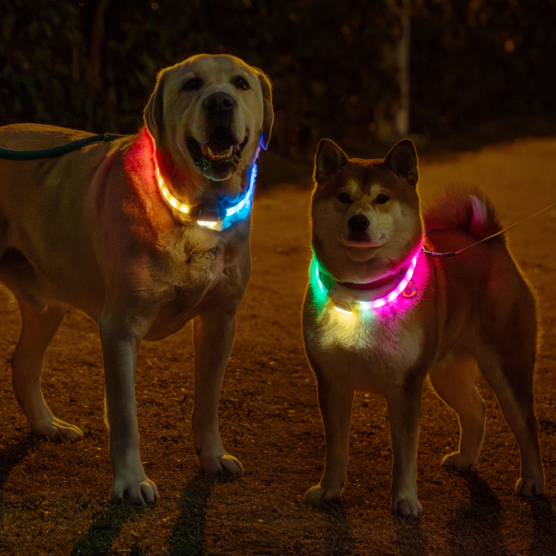 Über USB wiederaufladbare Hundehalsbänder mit Beleuchtung für nächtliche Spaziergänge (L)