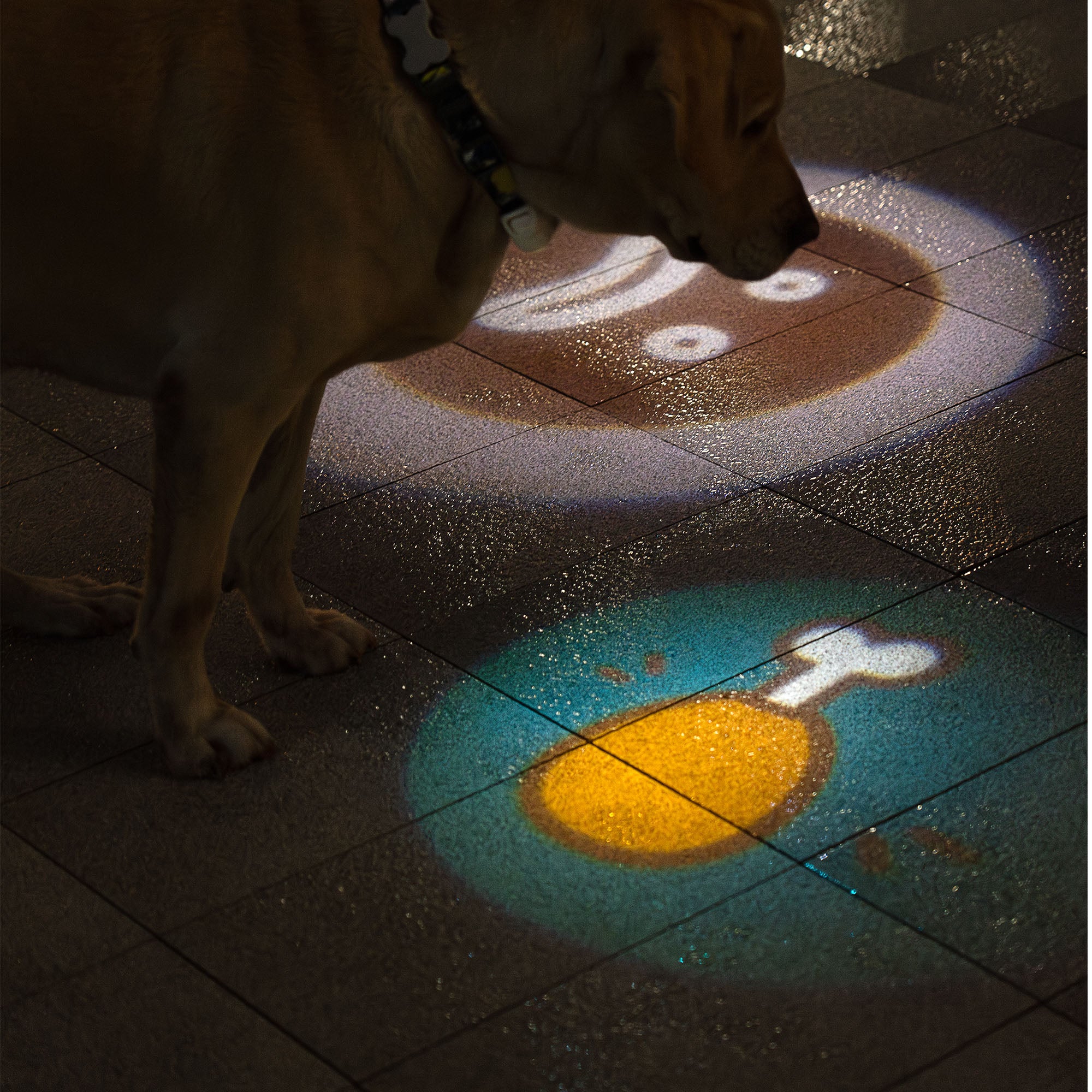 Lumières pour chiens pour promenades nocturnes