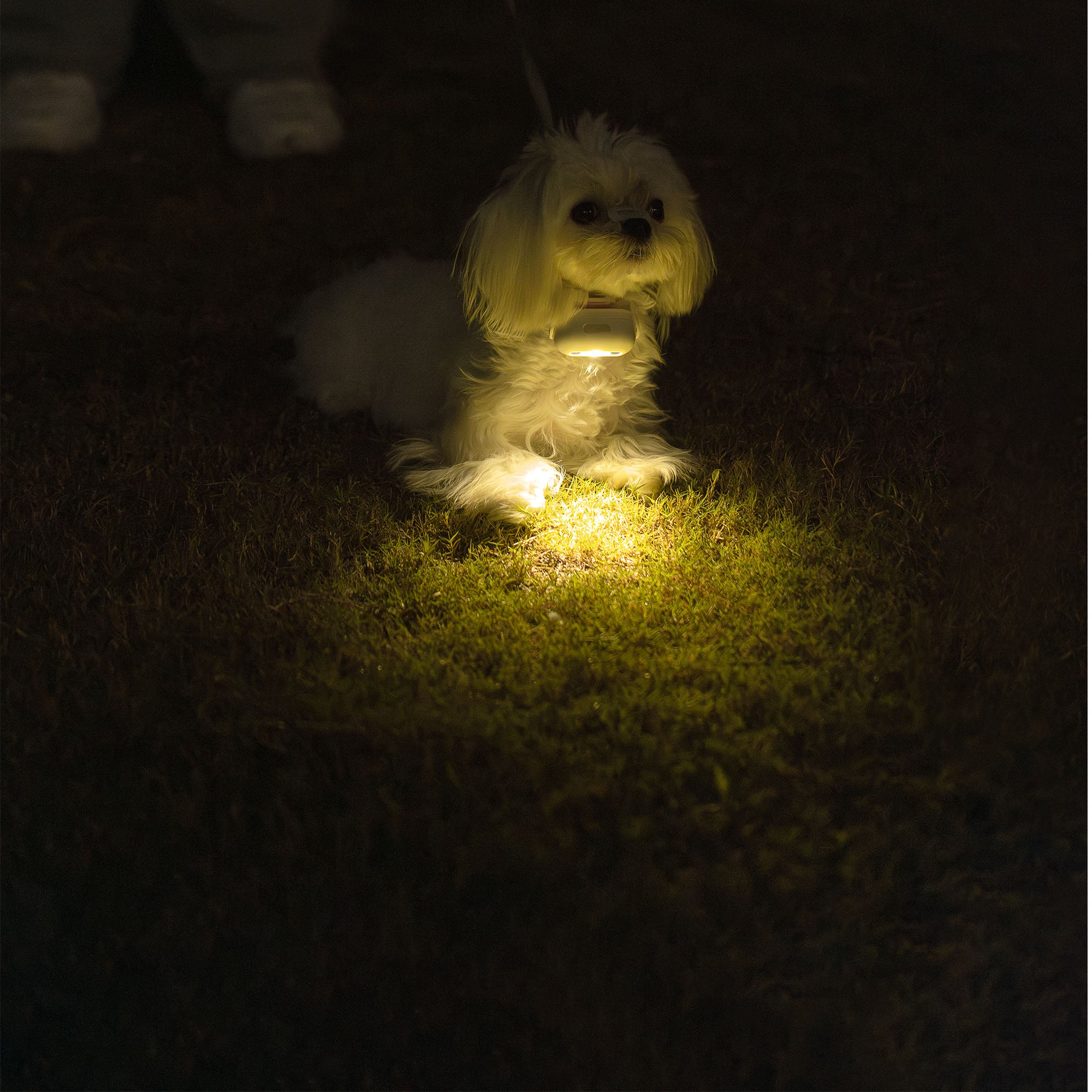 Lumières pour chiens pour promenades nocturnes