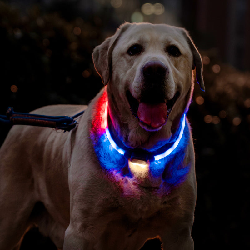 Dog wearing a Mewoofun light-up dog collar