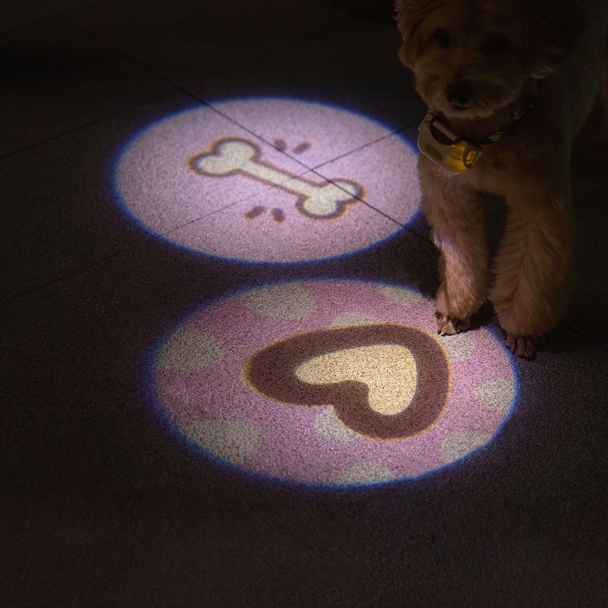 Lumières pour chiens pour promenades nocturnes