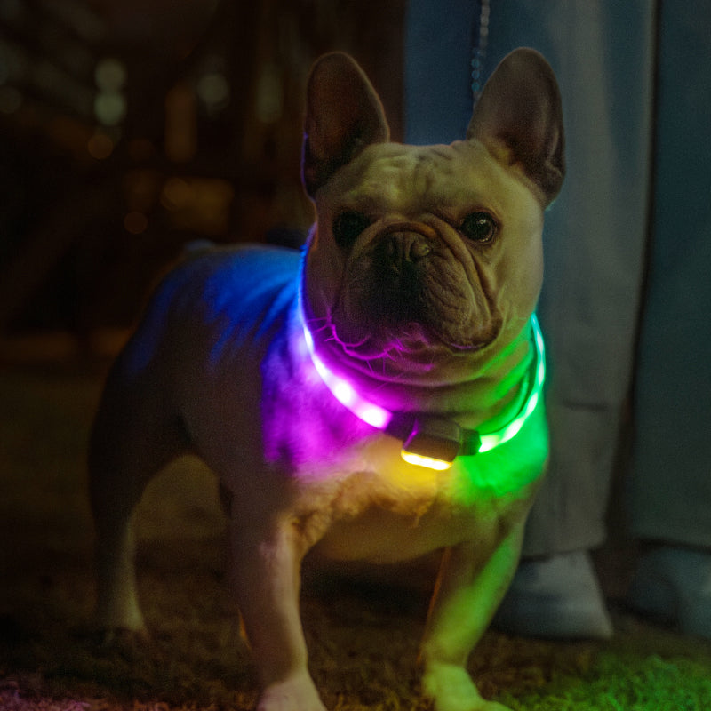 Colliers lumineux pour chiens rechargeables par USB pour promenade nocturne (L)