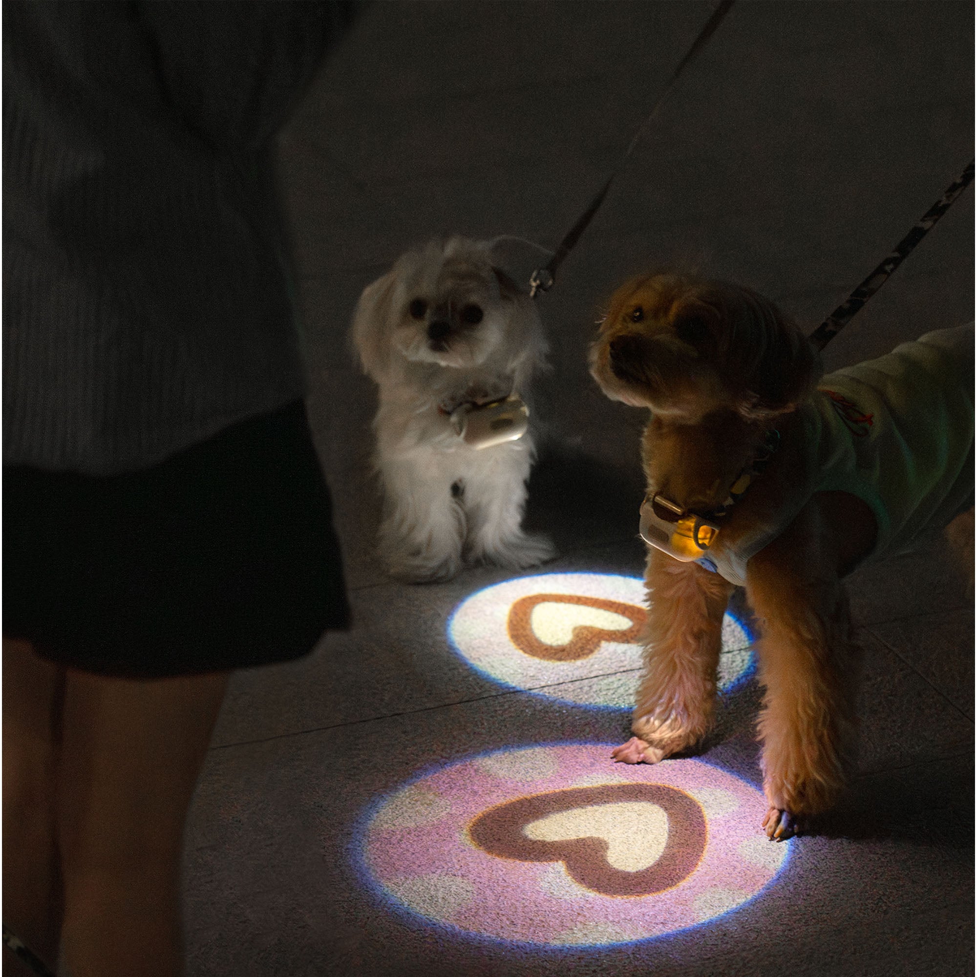 Lumières pour chiens pour promenades nocturnes